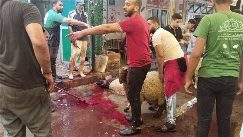 الاسكندريه 