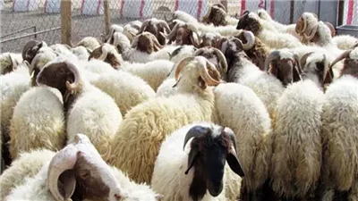 تقرير عمره 77 عامًا يكشف المستور عن خروف العيد.. أشهر الأسواق وسعر الكيلو.. كم كان يستهلك المصريون.. وماذا قالت عنه الحضارة المصرية القديمة