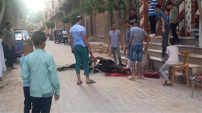 رغم فتح المجازر مجانًا، أهالي أسيوط يذبحون الأضاحي بالشوارع (صور) 