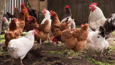 تبدأ من 75 جنيهًا، أسعار الفراخ اليوم الجمعة في الأسواق (آخر تحديث)