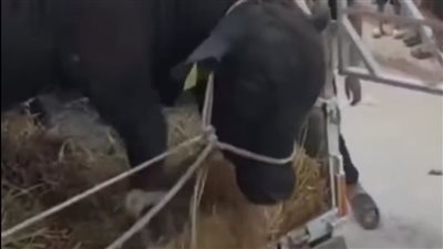 لا يصدق.. هروب عجل من سيارة بالإسماعيلية وسط فرار عشرات الأشخاص (فيديو) 