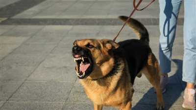 كل ما تريد معرفته عن محظورات حيازة الحيوانات فى القانون الجديد