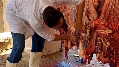 محافظ الجيزة: ذبح 2202 أضحية للمواطنين بالمجازر خلال العيد 