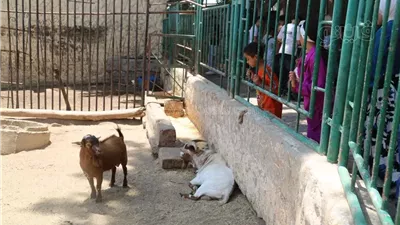 تكليف إبراهيم هاشم بتصريف أعمال الإدارة المركزية لحدائق الحيوان