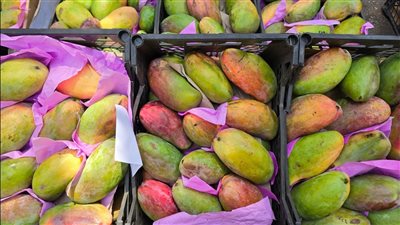 تبدأ من 15 جنيهًا، أسعار المانجو اليوم الأحد في سوق العبور