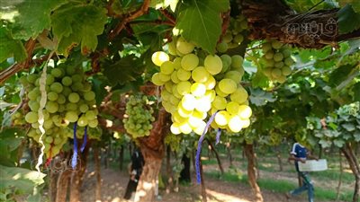 حقول البهجة، انطلاق موسم حصاد العنب في الأقصر وسط فرحة المزارعين والعمال (بث مباشر)