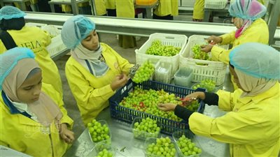 شاهد، مراحل فرز وتعبئة محصول العنب في محطات الأقصر استعدادا لتصديره 