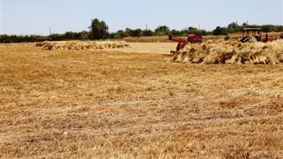 عام توريد استثنائي، المنيا تتخطى المستهدف من محصول القمح بنسبة 131%