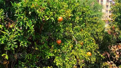  أشجار الرمان تزين حديقة الأزهر وسط إقبال كثيف من المواطنين (فيديو وصور) 