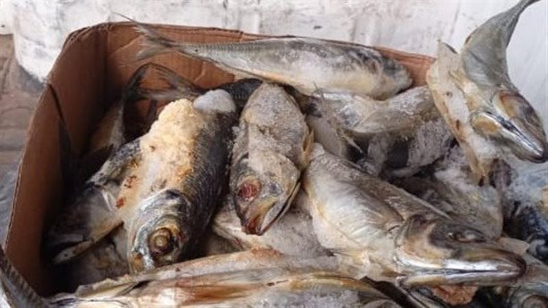 ضبط طن أسماك مجهولة