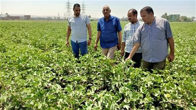 وكيل وزارة الزراعة بأسيوط يتفقد المحاصيل الصيفية للتأكد من خلوها من الآفات