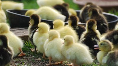 انهيار أسعار البط وتباين سعر الكتكوت الأبيض اليوم الثلاثاء