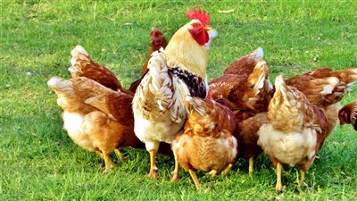 يصل لـ7 جنيهات، انخفاض أسعار الفراخ اليوم الثلاثاء 10 يونيو 2025