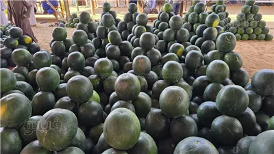 تبدأ من 20 جنيها، أسعار البطيخ بسوق الجملة في مدينة 6 أكتوبر (فيديو وصور)