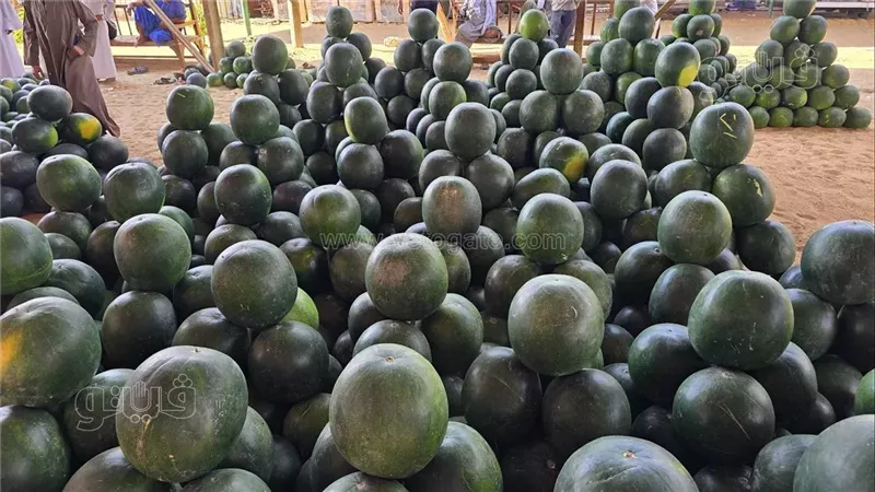 البطيخ في سوق الجملة،