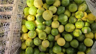 50 جنيها للكيلو، أسعار الليمون في سوق 6 أكتوبر للجملة (فيديو وصور)