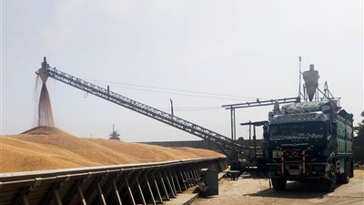 توريد 544.2 ألف طن قمح للصوامع والشون في أسوان