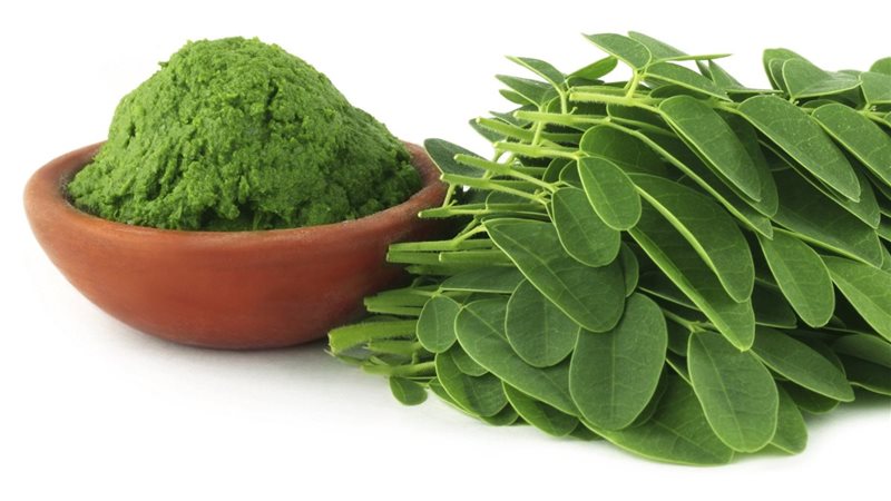 المورينجا 