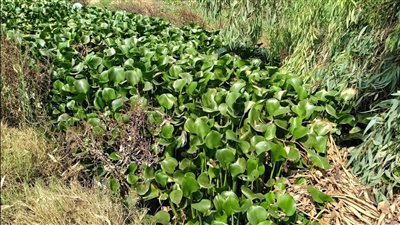 ورد النيل أزمة تؤرق الفلاحين في كفر الجنيدي بزفتي ونداء لوزارة الري (فيديو وصور)