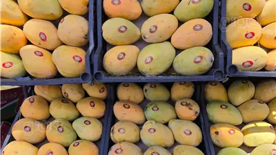 أسعار المانجو اليوم الجمعة في سوق العبور