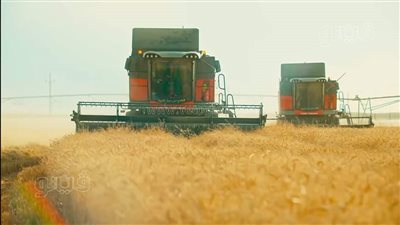 الشرقية تتصدر محافظات الجمهورية في توريد القمح لصوامع التجميع