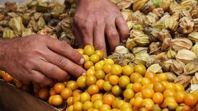 أضرار الحرنكش، الطفح الجلدي وتضرر الكلى 