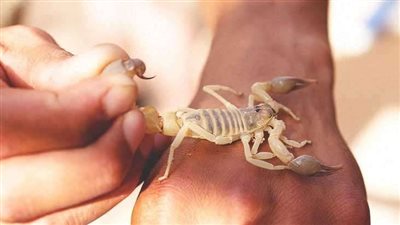 تفسير حلم لدغة العقرب في المنام وعلاقته بالحصول على مال كثير قريبا 