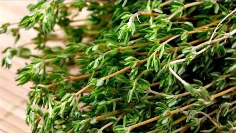 الزعتر لصحة الجسم