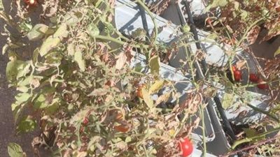 محافظ القاهرة: زراعة 450 سطح عقار بالأسمرات لتحقيق أهداف التنمية المستدامة