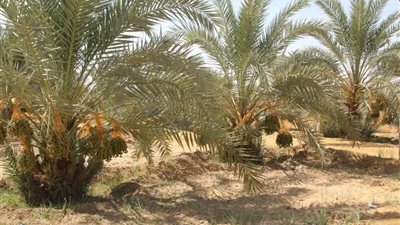 محافظ الوادي الجديد يتابع جاهزية مجمع التمور لاستقبال الموسم (صور)