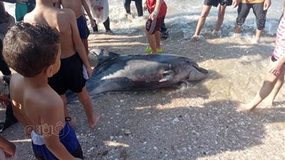 العثور على دولفين نافق بشاطئ بورفؤاد