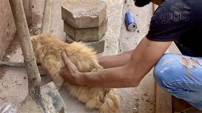 إنقاذ قطة من أسفل عقار السيدة زينب المنهار (فيديو وصور)