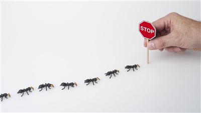 طرق التخلص من النمل في البيت باستخدام المواد الطبيعية