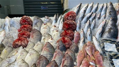  سعر السمك اليوم، انخفاض البلطي 8 جنيهات وارتفاع جديد في المكرونة سويسي 