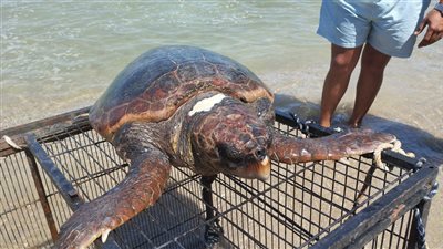 العثور على سلحفاة بحرية بأحد شواطئ الإسكندرية (صور)