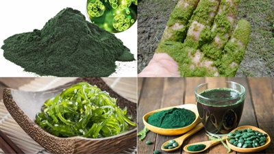 التعليم العالي تكشف استخلاص مكملات غذائية من الطحالب (فيديو)