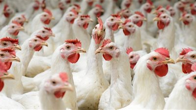 أخبار الاقتصاد اليوم، تراجع سعر جرام الذهب في الصاغة اليوم، ارتفاع أسعار الفراخ البيضاء، والبورصة تربح 78 مليار جنيه بختام تعاملات جلسة منتصف الأسبوع