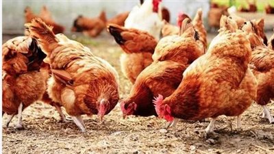 ارتفاع البيضاء، أسعار الفراخ اليوم السبت 21 يونيو 2025