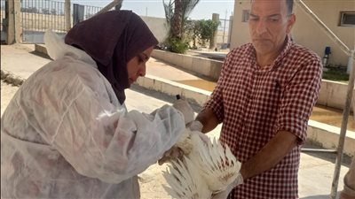 حملات بيطرية مكثفة لحماية الثروة الداجنة وضمان سلامة الغذاء بالإسماعيلية (صور) 