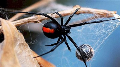 شلل وموت.. الأرملة السوداء أخطر عنكبوت على وجه الأرض|صور 