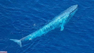 قلب الحوت الأزرق.. ماكينة عملاقة تضح 220 لترا من الدم كل 10 ثوان