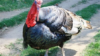 غرفة القاهرة التجارية: زيادة الطلب على الديك الرومي بنسبة 30% 