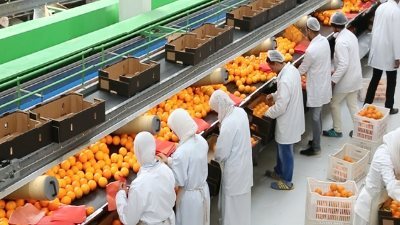 الصادرات الزراعية المصرية تكسر رقمها القياسي..والبنجر يتألق ويحتل المركز الثاني