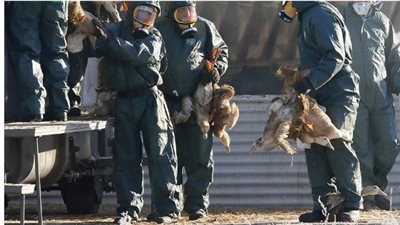 إنفلونزا الطيور.. أزمة جديدة بجانب كورونا تضرب العالم بعد تفشيها في 40 دولة 