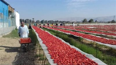 تراجع أسعار الطماطم يزيد من متاعب المزارعين.. وخبير: نموذج 