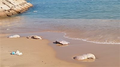 حالة الطقس غدا الثلاثاء ١٤-١٢-٢٠٢١ فى الإسكندرية