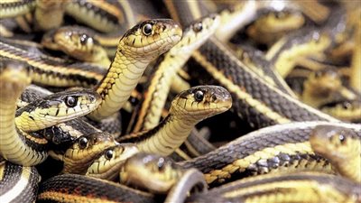 عملية سطو غريبة على ثعابين ملكية.. واستنفار للشرطة البريطانية