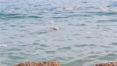 البيئة تكشف تفاصيل جديدة بواقعة انتشار عبوات لحوم فاسدة بشواطئ الإسكندرية | صور