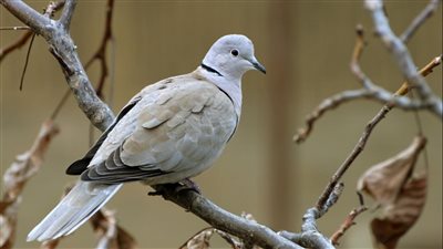  تفسير رؤية اليمامة في المنام وعلاقتها بالزواج من سيدتين والرزق الوفير 