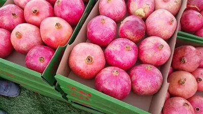 تكويد المزارع بالقمر الاصطناعي وفتح السوق الصيني.. خطط الزراعة لتنمية زراعة وصادرات الرمان